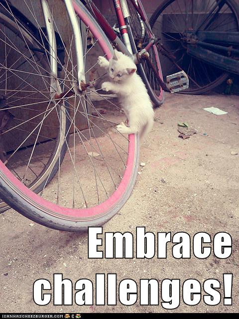 kitten climbs bicycle tire